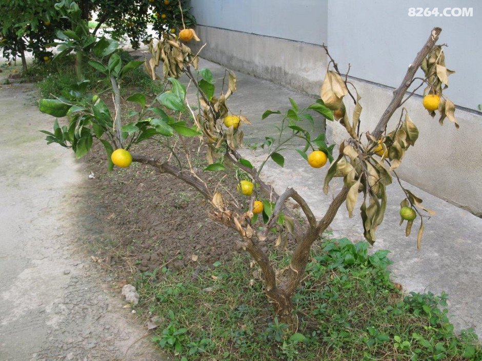 上海西渡街道最新消息：上海西渡街道最新动态