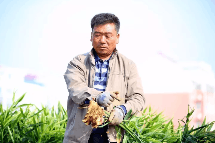 今日莱芜生姜，价优物美，共享丰收喜悦！